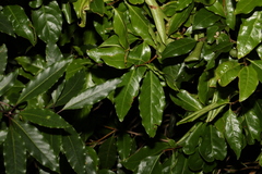 Actephila mooreana