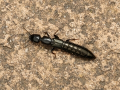 Thyreocephalus