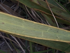 Aciphylla aurea