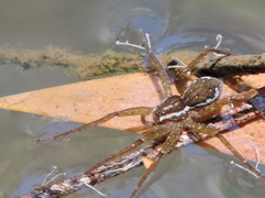 Dolomedes