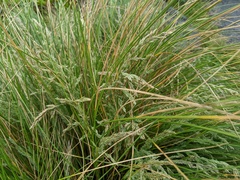 Poa labillardierei