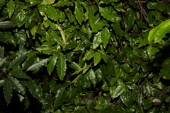 Actephila mooreana
