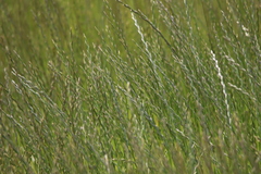 Thinopyrum elongatum