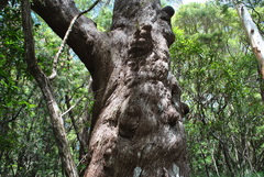 Eucalyptus campanulata