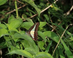 Graphium choredon