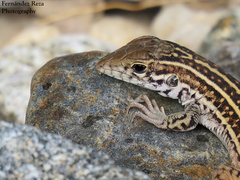 Aspidoscelis maximus