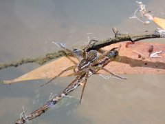 Dolomedes