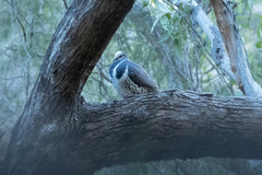 Leucosarcia melanoleuca