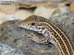 Aspidoscelis maximus