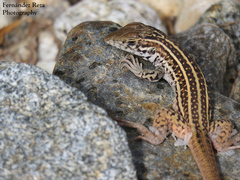 Aspidoscelis maximus