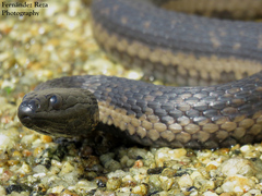 Thamnophis validus celaeno