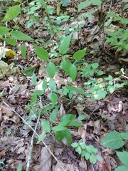 Clematis cumberlandensis