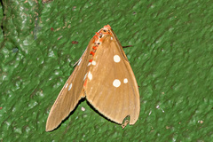 Tinolius eburneigutta