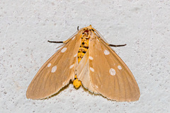 Tinolius hypsana