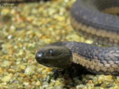 Thamnophis validus celaeno