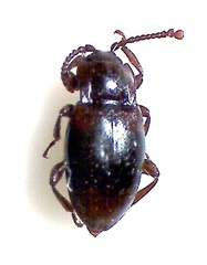 Lycoperdina succincta