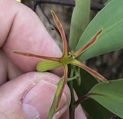 Muellerina eucalyptoides