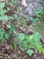 Clematis cumberlandensis