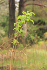 Rubus hawaiensis