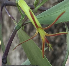 Muellerina eucalyptoides