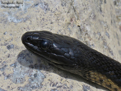 Thamnophis validus celaeno