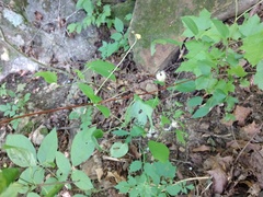 Clematis cumberlandensis