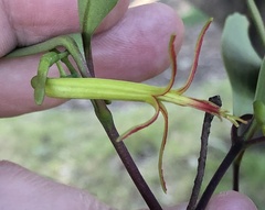 Muellerina eucalyptoides