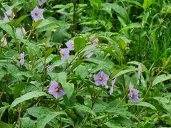 Leptostemonum