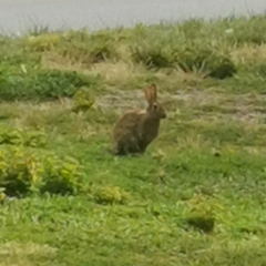 Oryctolagus cuniculus