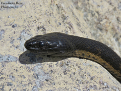Thamnophis validus celaeno