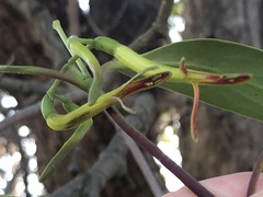 Muellerina eucalyptoides