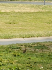 Oryctolagus cuniculus