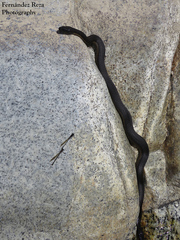 Thamnophis validus celaeno