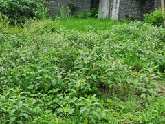Leptostemonum