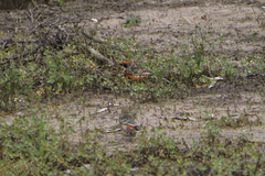 Epthianura tricolor
