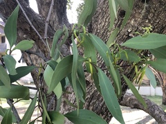 Muellerina eucalyptoides
