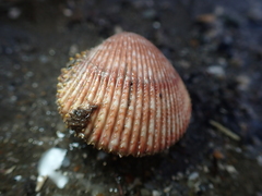 Dallocardia quadragenaria