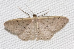 Idaea philocosma