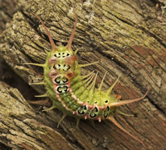 Doratifera quadriguttata