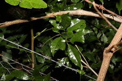 Polyosma cunninghamii