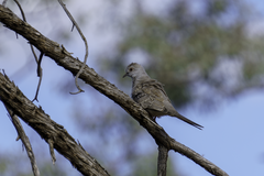 Geopelia cuneata