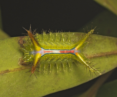 Anaxidia lozogramma