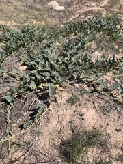 Cucurbita foetidissima