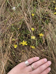 Ranunculus gracilipes