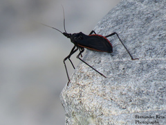 Dipetalogaster maximus