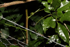 Polyosma cunninghamii