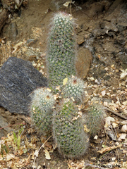 Mammillaria phitauiana