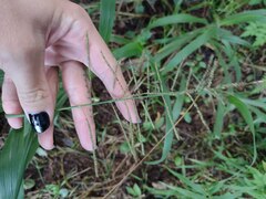 Paspalum paniculatum