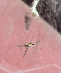 Cyrtophora cicatrosa