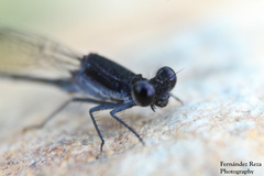 Argia